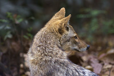 Close up of a jackal looking back over its shoulder