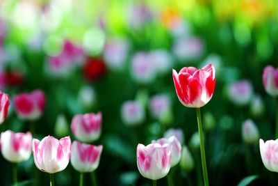 Close-up of pink flowers blooming outdoors