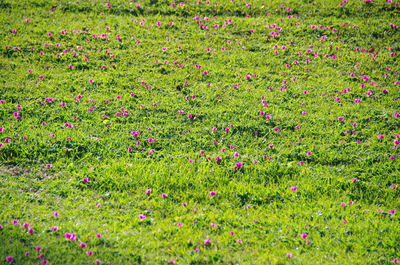 View of poppies growing in meadow