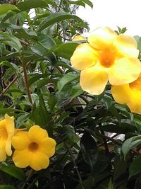 Close-up of yellow flowers