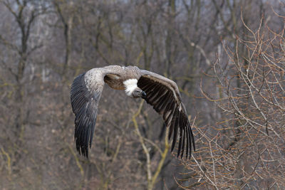 Bird flying in a forest