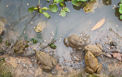 High angle view of birds in lake