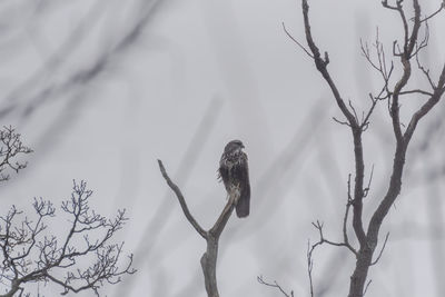 Low angle view of bird perching on branch