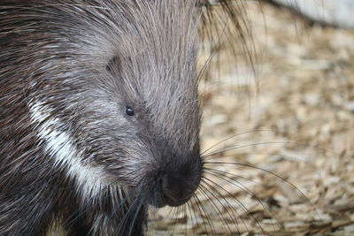 Close-up of an animal