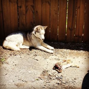 Close-up of dog lying on floor