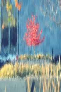 Close-up of wet red reflection in water