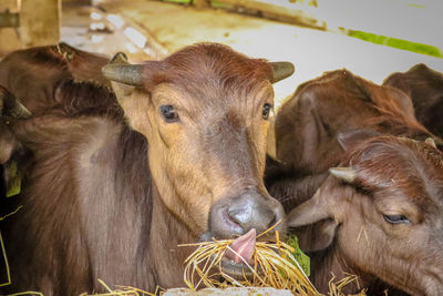 Close-up of cow