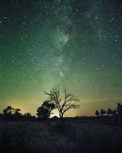 Silhouette of bare tree on field at night