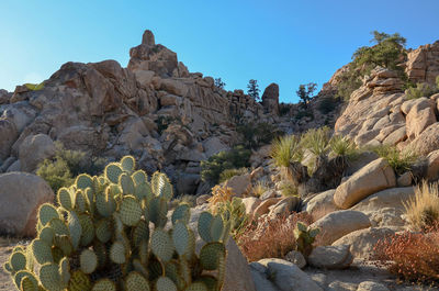 Cactus plants growing in desert