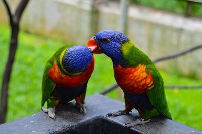 Love bird moment