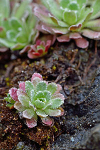 High angle view of succulent plant growing on field