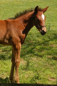 Horse standing in field