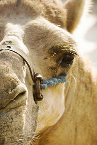 Close - up photo of a camel, selective focus