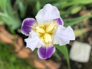 Close-up of white iris flower