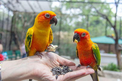 View of parrot perching on hand