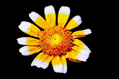 Close-up of yellow flower against black background