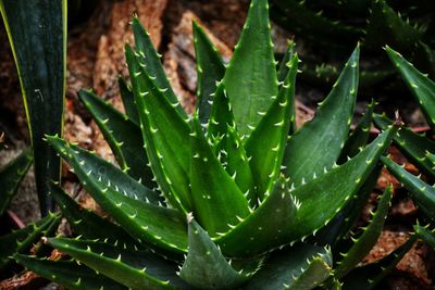 Close-up of succulent plant