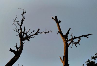 Low angle view of bird perching on branch against sky
