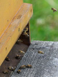 Close-up of bee on wood