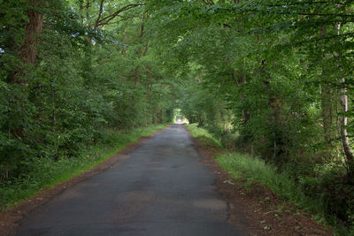 Road amidst trees in forest
