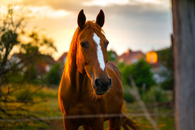 Portrait of giraffe on field against sky during sunset