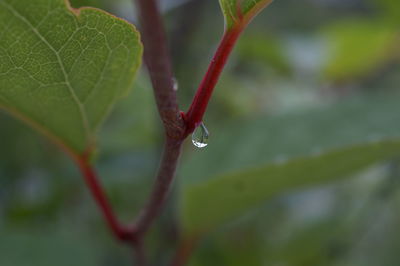 Close-up of water drops on leaves
