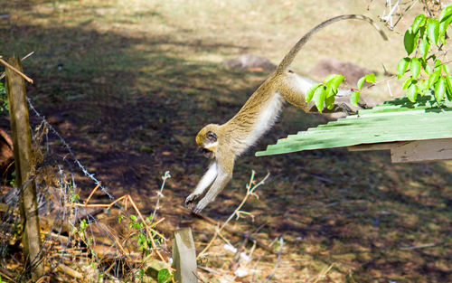 Green vervet monkey leaping in a forest