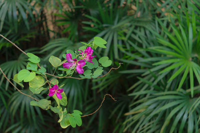 Close-up of pink flowering plant