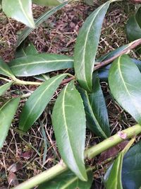 Close-up of plant