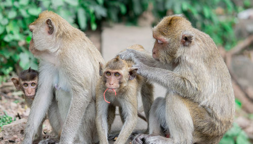 Brown monkeys happy family. grooming time. monkeypox concept.