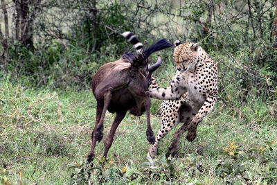 Giraffe running on land