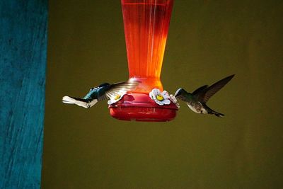 Close-up of red bird flying