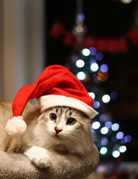 Portrait of cat wearing santa hat at home