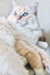 Close-up portrait of white cat