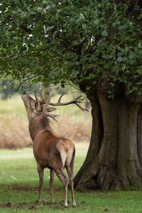 Stag deer by a large tree during the rutting season in bushy park, teddington