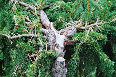 Scenic view of tree