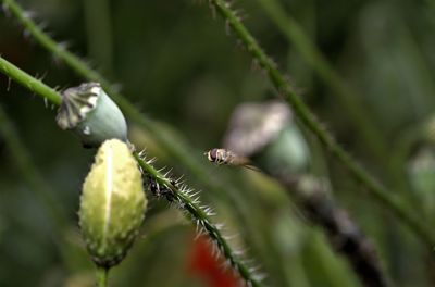 Close-up of flower on plant