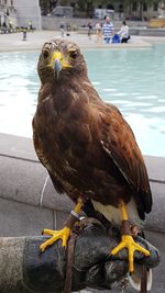 Close-up of eagle perching on water