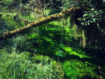 Scenic view of lake in forest