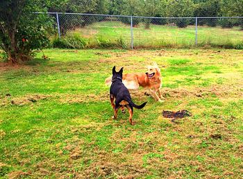 Dog on grassy field