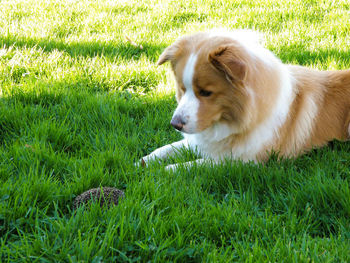 Dog on field