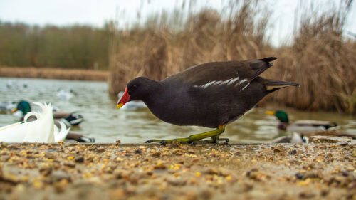 Ducks at lakeshore