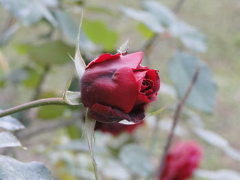 Close-up of red flower against blurred background