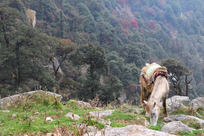 View of a horse on mountain