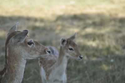 Close-up of goats on field