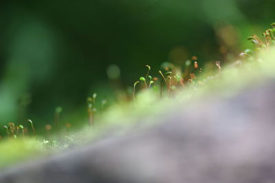 Close-up of dew on plant