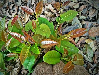 Leaves on plant