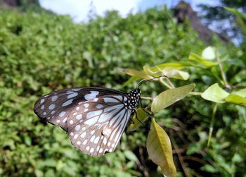 Close-up of butterfly pollinating flower