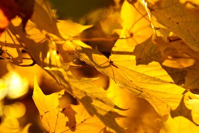 Close-up of yellow maple leaves