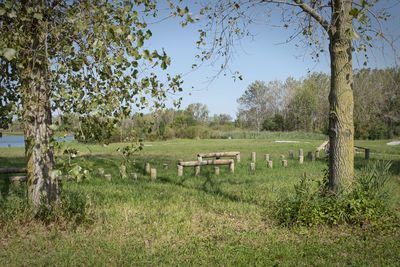 Trees on grassy field